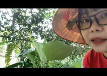 Cây lá gai 1 loài cây làm món bánh gai rất ngon