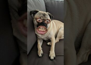 Introducing the “VitaWear SmartBand,” a next-generation wearable gadget🎉 #gauravkapoorvlogs  ps39